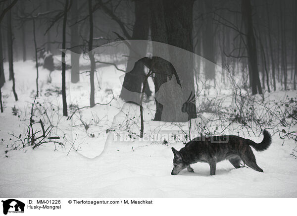 Husky-Mongrel / MM-01226