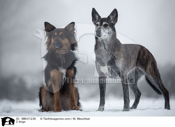 2 Hunde / 2 dogs / MM-01236