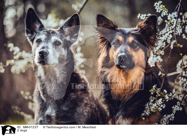 2 Hunde / 2 dogs / MM-01237