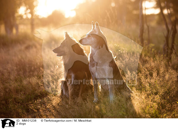 2 Hunde / 2 dogs / MM-01238