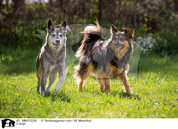 2 Hunde / 2 dogs / MM-01239