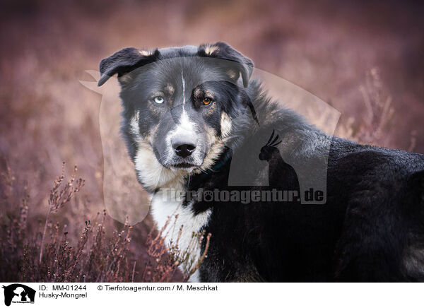 Husky-Mischling / Husky-Mongrel / MM-01244