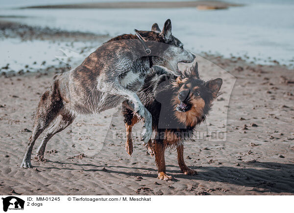 2 Hunde / 2 dogs / MM-01245