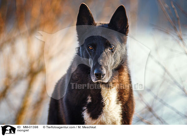 Mischling / mongrel / MM-01398