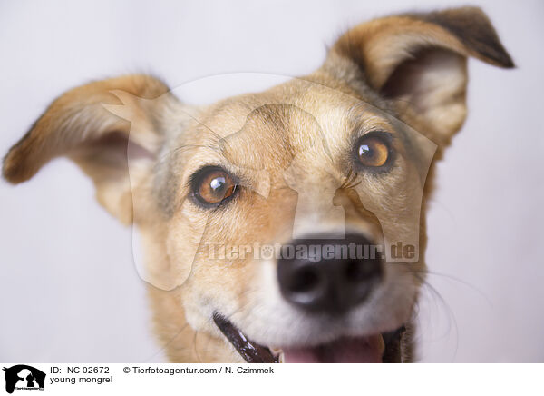 junger Mischling / young mongrel / NC-02672