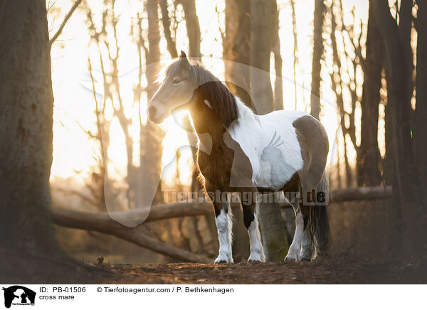 cross mare / PB-01506