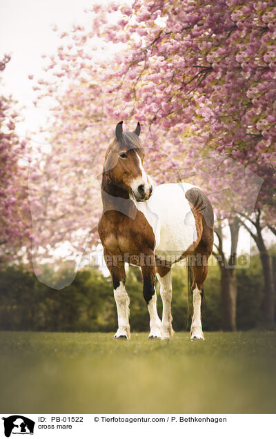 cross mare / PB-01522