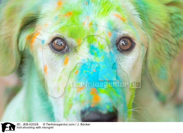 Holi-Shooting mit Mischling / holi shooting with mongrel / JEB-02028