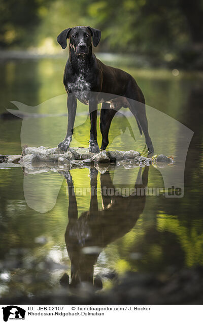 Rhodesian-Ridgeback-Dalmatiner / Rhodesian-Ridgeback-Dalmatian / JEB-02107