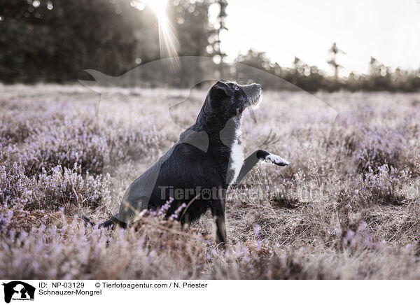 Schnauzer-Mischling / Schnauzer-Mongrel / NP-03129