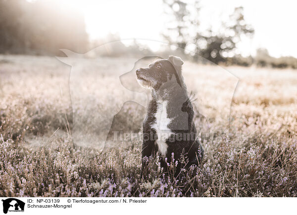 Schnauzer-Mischling / Schnauzer-Mongrel / NP-03139