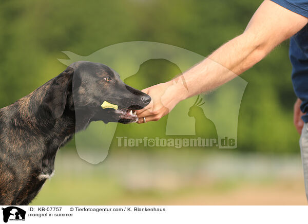 Mischling im Sommer / mongrel in summer / KB-07757