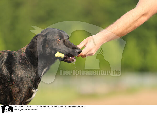 mongrel in summer / KB-07758