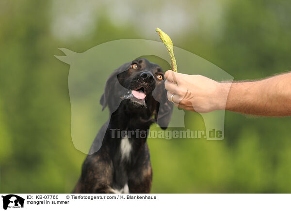 mongrel in summer / KB-07760