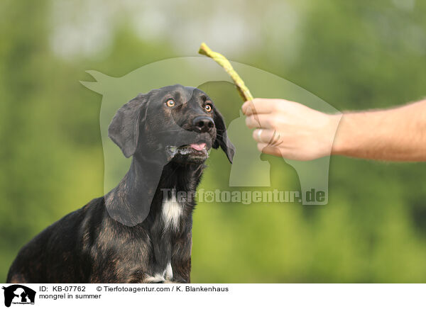 mongrel in summer / KB-07762