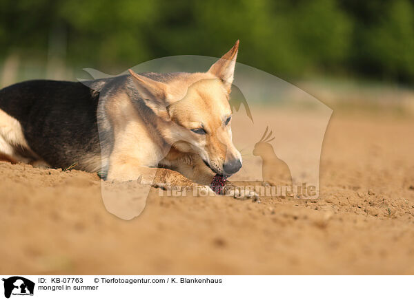 mongrel in summer / KB-07763