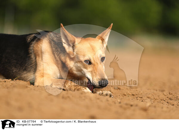 Mischling im Sommer / mongrel in summer / KB-07764