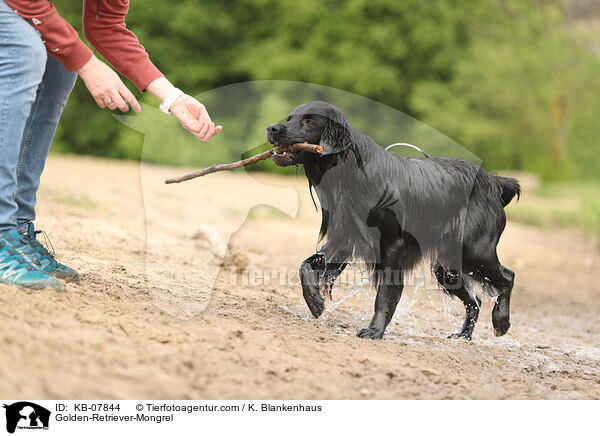 Golden-Retriever-Mischling / Golden-Retriever-Mongrel / KB-07844