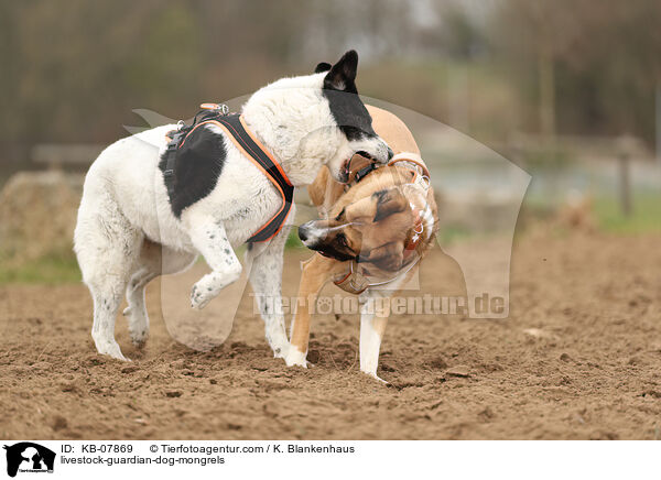livestock-guardian-dog-mongrels / KB-07869