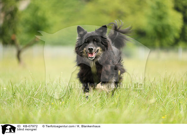 blind mongrel / KB-07972