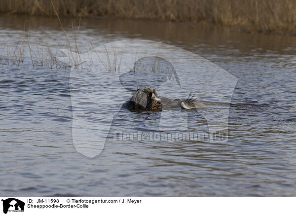 Schafpudel-Border-Collie / Sheeppoodle-Border-Collie / JM-11598