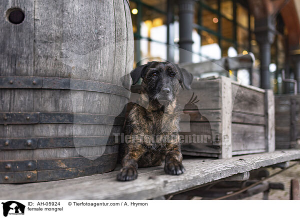 Mischling Hndin / female mongrel / AH-05924