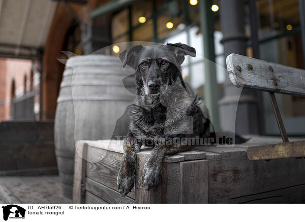 Mischling Hndin / female mongrel / AH-05926