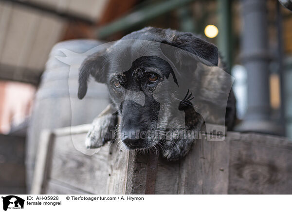 Mischling Hndin / female mongrel / AH-05928