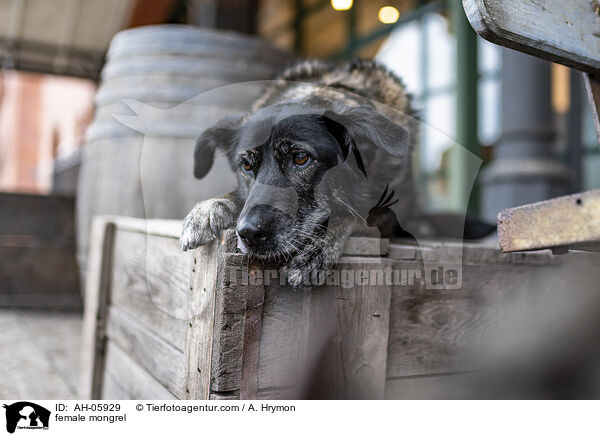 Mischling Hndin / female mongrel / AH-05929