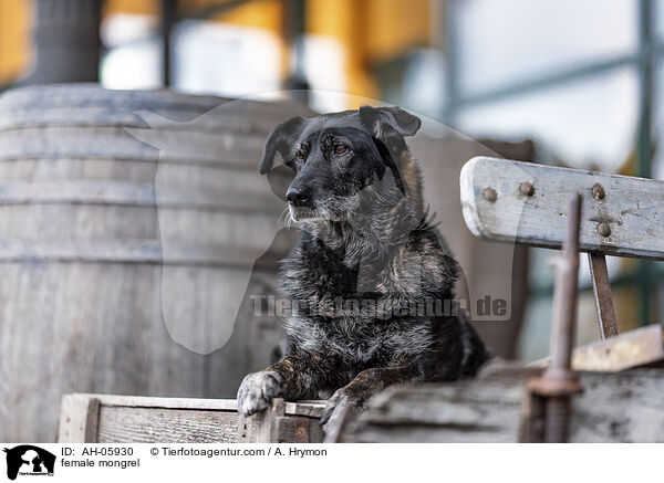 Mischling Hndin / female mongrel / AH-05930