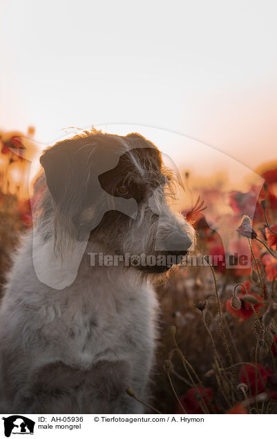 male mongrel / AH-05936