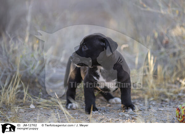 Mischling Welpe / mongrel puppy / JM-12762