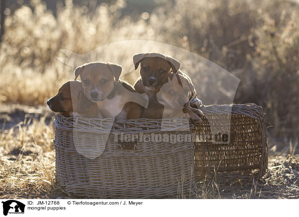 Mischling Welpen / mongrel puppies / JM-12768