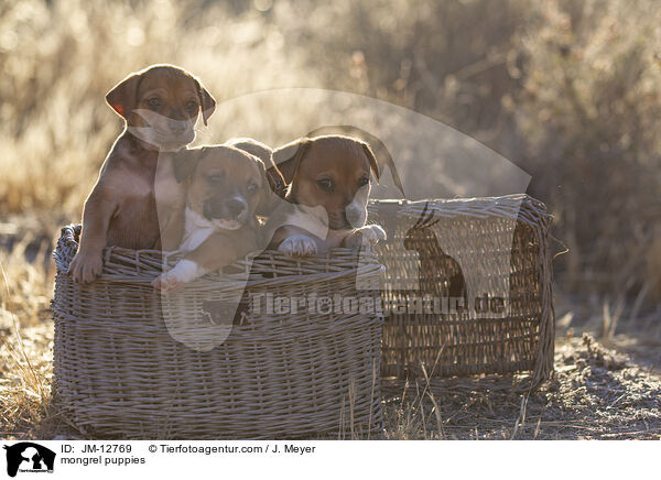 Mischling Welpen / mongrel puppies / JM-12769