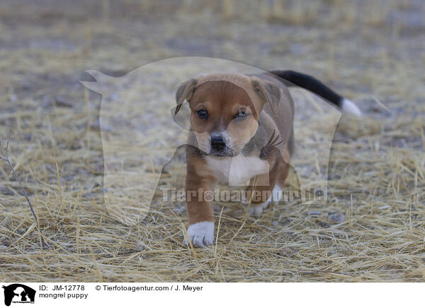 Mischling Welpe / mongrel puppy / JM-12778