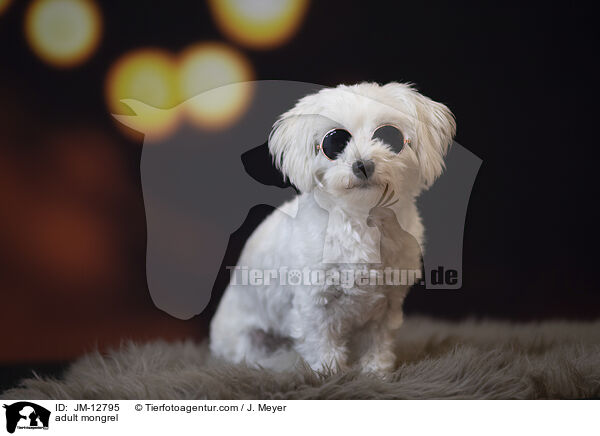 ausgewachsener Mischling / adult mongrel / JM-12795