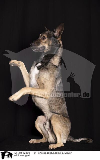 ausgewachsener Mischling / adult mongrel / JM-12806