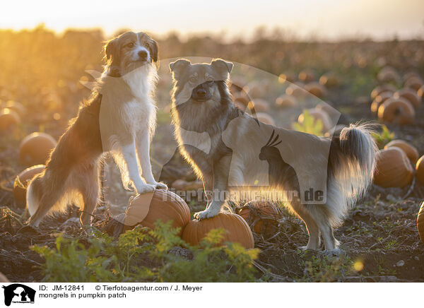 Mischlinge im Krbisfeld / mongrels in pumpkin patch / JM-12841