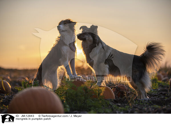 Mischlinge im Krbisfeld / mongrels in pumpkin patch / JM-12843