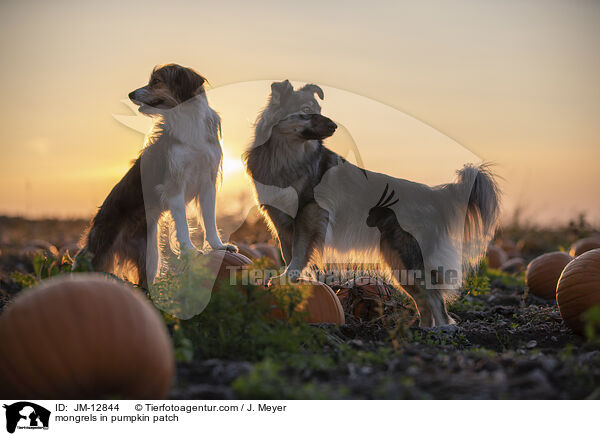 Mischlinge im Krbisfeld / mongrels in pumpkin patch / JM-12844