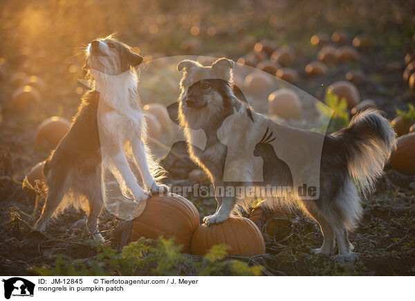 Mischlinge im Krbisfeld / mongrels in pumpkin patch / JM-12845