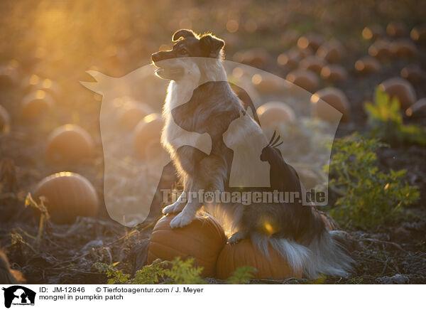 Mischling im Krbisfeld / mongrel in pumpkin patch / JM-12846