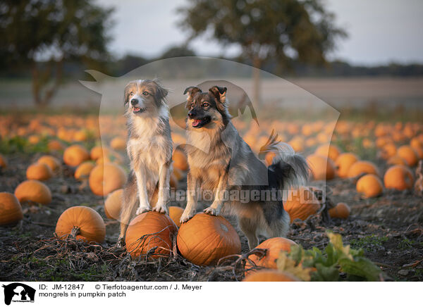 Mischlinge im Krbisfeld / mongrels in pumpkin patch / JM-12847