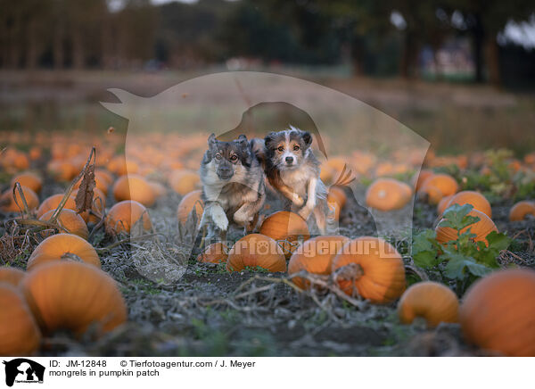 Mischlinge im Krbisfeld / mongrels in pumpkin patch / JM-12848