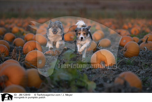 Mischlinge im Krbisfeld / mongrels in pumpkin patch / JM-12849
