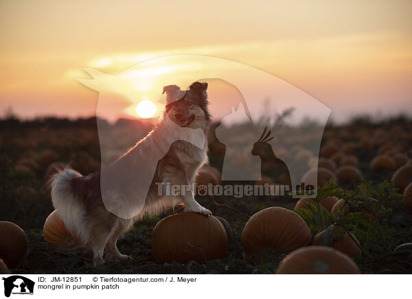 Mischling im Krbisfeld / mongrel in pumpkin patch / JM-12851