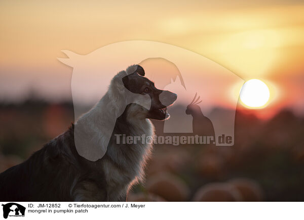Mischling im Krbisfeld / mongrel in pumpkin patch / JM-12852