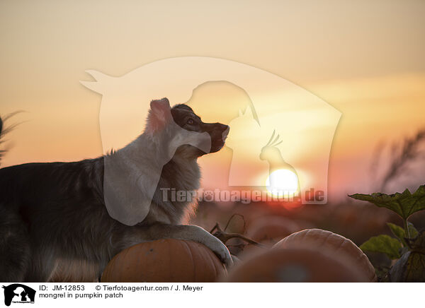 Mischling im Krbisfeld / mongrel in pumpkin patch / JM-12853