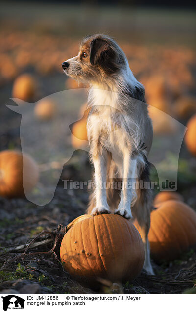 Mischling im Krbisfeld / mongrel in pumpkin patch / JM-12856