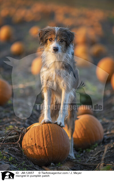 Mischling im Krbisfeld / mongrel in pumpkin patch / JM-12857